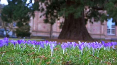 Spring flowers crocuses and snowdrops on the green grass. Stock Footage 103412071