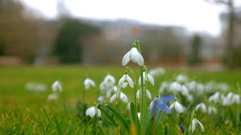 Spring flowers crocuses and snowdrops on the green grass. Stock Footage 103412144