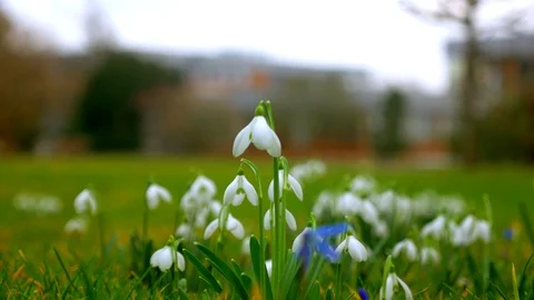Spring flowers crocuses and snowdrops on the green grass. Stock Footage 103412153