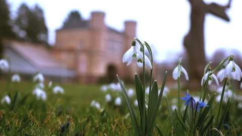 Spring flowers crocuses and snowdrops on the green grass. Stock Footage 103412200