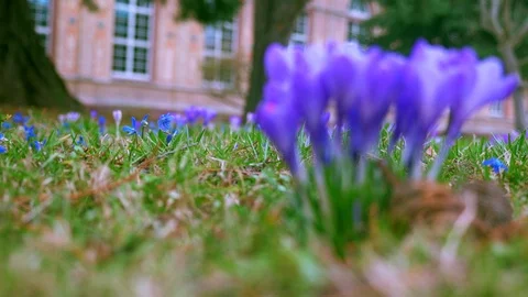 Spring flowers crocuses and snowdrops on the green grass. Stock Footage 103412612