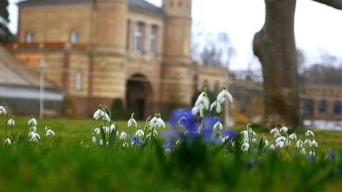 Spring flowers crocuses and snowdrops on the green grass. Stock Footage 103412699