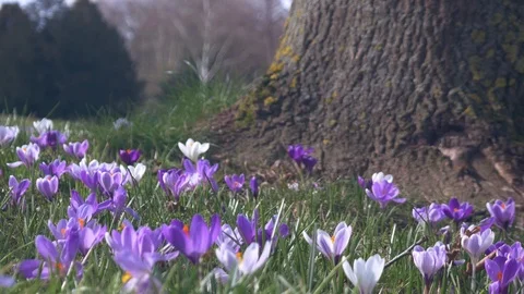 Spring flowers crocuses and snowdrops on the green grass. Stock Footage 103414116