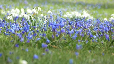 Spring flowers crocuses and snowdrops on the green grass. Stock Footage 103414580