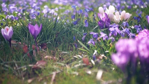 Spring flowers crocuses and snowdrops on the green grass. Stock Footage 103415033