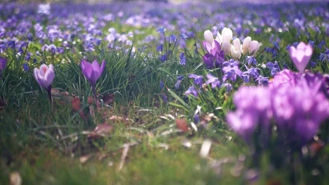 Spring flowers crocuses and snowdrops on the green grass. Stock Footage 103415063