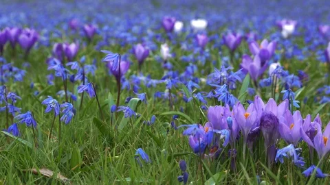 Spring flowers crocuses and snowdrops on the green grass. Stock Footage 103415771