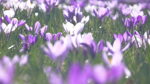 Spring flowers crocuses and snowdrops on the green grass. Stock Footage 103415876
