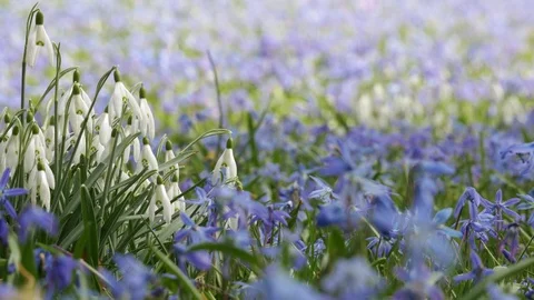 Spring flowers crocuses and snowdrops on the green grass. Stock Footage 103416020