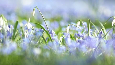 Spring flowers crocuses and snowdrops on the green grass. Stock Footage 103416236