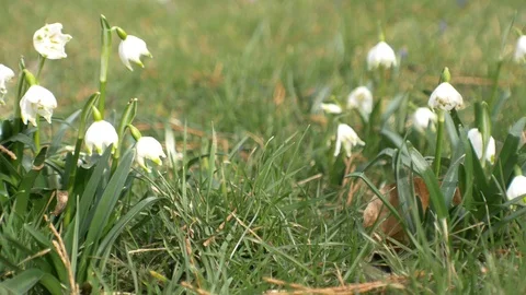 Spring flowers crocuses and snowdrops on the green grass. Stock Footage 103416664
