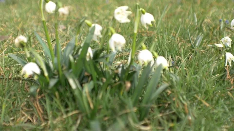 Spring flowers crocuses and snowdrops on the green grass. Stock Footage 103416975