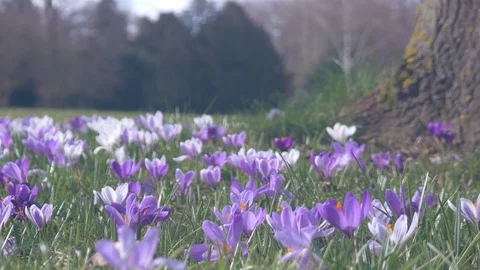 Spring flowers crocuses and snowdrops on the green grass. Stock Footage 103417192