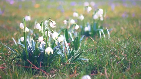 Spring flowers crocuses and snowdrops on the green grass. Stock Footage 103417423