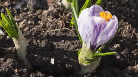 Spring flowers crocuses in the garden Stock-Footage 287736202