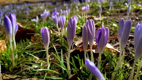 Spring flowers crocuses in the park. Vídeos de archivo 172383833