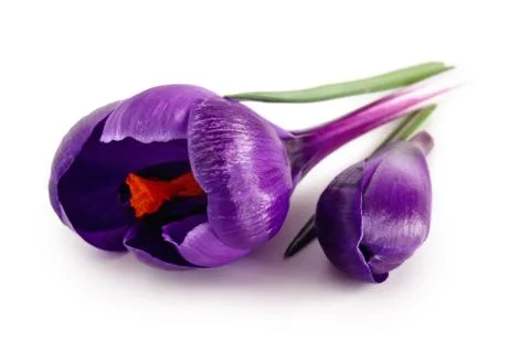 Spring flowers. Crocuses. Stock Photos