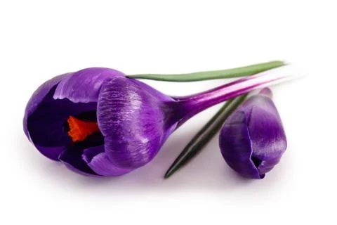 Spring flowers. Crocuses. Stock Photos