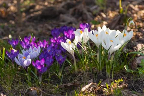 Spring flowers crocuses Stock Photos