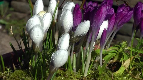 Spring flowers crocuses raindrops blowing wind Stock Footage 47476331