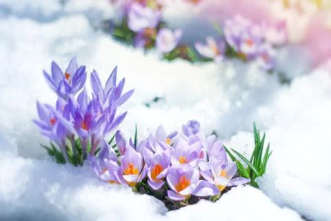 Spring flowers crocuses spring break out from under the snow 库存照片