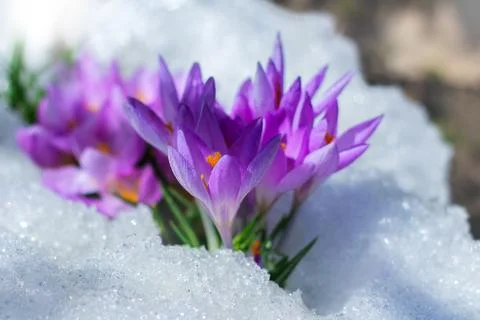 Spring flowers crocuses spring break out from under the snow 스톡 사진