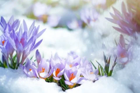 Spring flowers crocuses spring break out from under the snow 스톡 사진