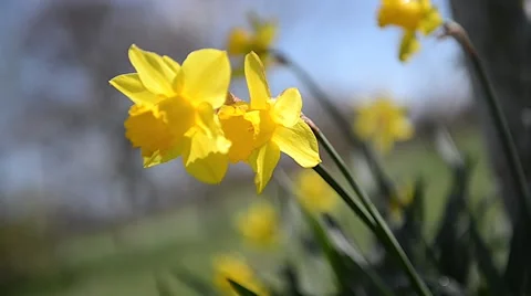 Spring flowers (Daffodils) close up Stock Footage 45730173