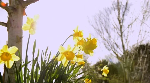 Spring flowers (Daffodils) close up Stock Footage 45747481