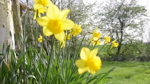 Spring flowers (Daffodils) close up Stock Footage 49496124