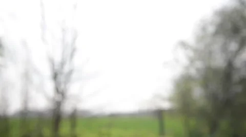 Spring flowers (Daffodils) close up Vídeo Stock 49496306