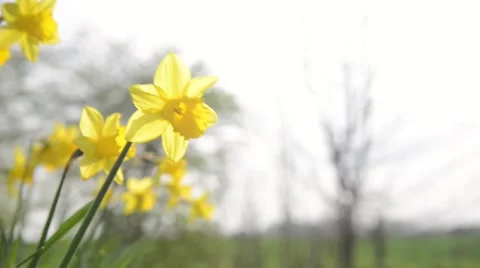 Spring flowers (Daffodils) close up Stock Footage 49496362