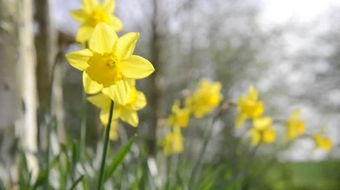 Spring flowers (Daffodils) close up Stock Footage 49496430