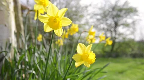 Spring flowers (Daffodils) close up Stock Footage 49496581