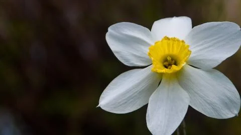 Spring flowers-daffodils on a dacha plot or on a flower bed Stock Photos