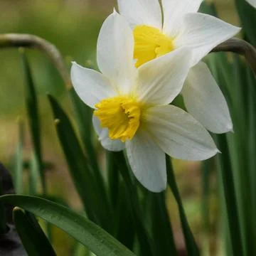 Spring flowers-daffodils on a dacha plot or on a flower bed Stock Photos