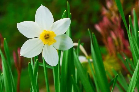Spring flowers-daffodils on a dacha plot or on a flower bed Stock Photos