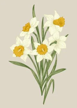 Spring flowers daffodils. Illustrazione stock