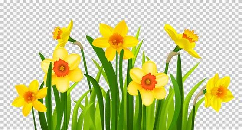 Spring flowers of daffodils Stock Illustration