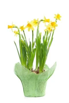 Spring flowers - daffodils Stock Photos