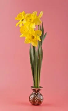 Spring flowers daffodils Stock Photos