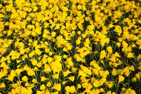 Spring flowers daffodils Stock Photos