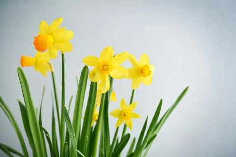 Spring flowers daffodils 스톡 사진