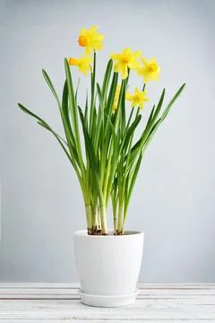 Spring flowers  daffodils Foto stock