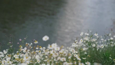 Spring flowers daisies on the background of water focus translation Stock Footage 167909531