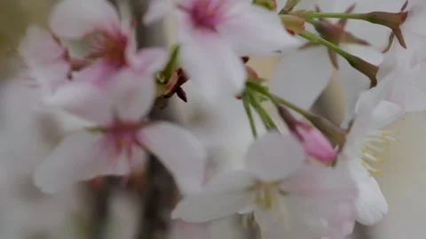 Spring flowers dance Stock Footage 138740856