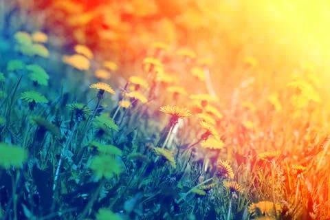 Spring flowers dandelion Stock Photos