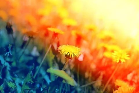 Spring flowers dandelion Stock Photos
