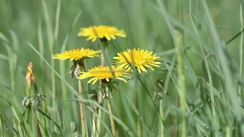 Spring flowers dandelions in a grass HD 6525 Stock Footage 75987672