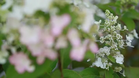 Spring flowers depth of field Stock Footage 239297770